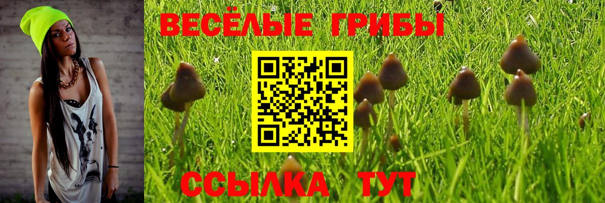 Тайшет  Галлюциногенные грибы прущие грибы  Вход с VPN 